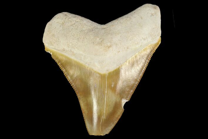 Serrated, Fossil Megalodon Tooth - Florida #114083